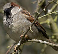 Moineau domestique