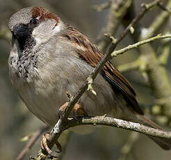 Moineau domestique