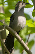 Grey Catbird