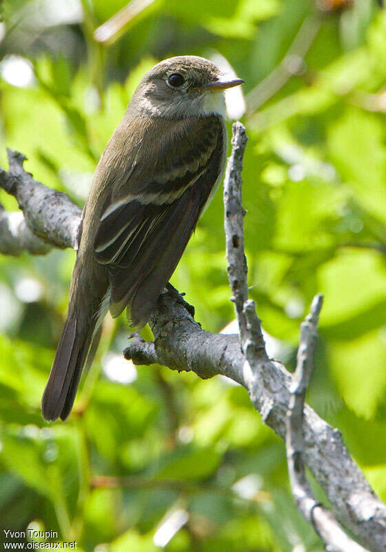 Moucherolle des aulnes, identification