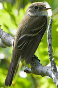 Alder Flycatcher