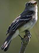 Least Flycatcher