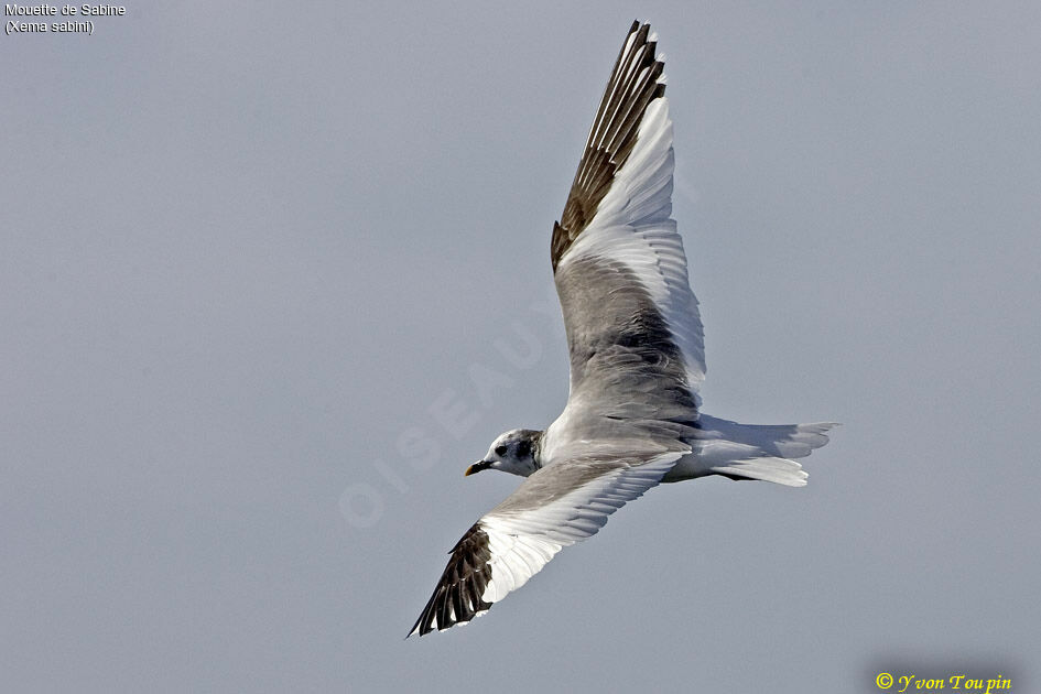 Sabine's Gull, Flight