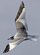 Mouette de Sabine