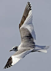 Mouette de Sabine