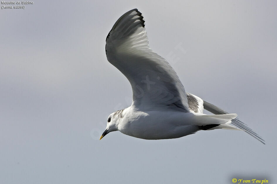 Mouette de Sabine, Vol