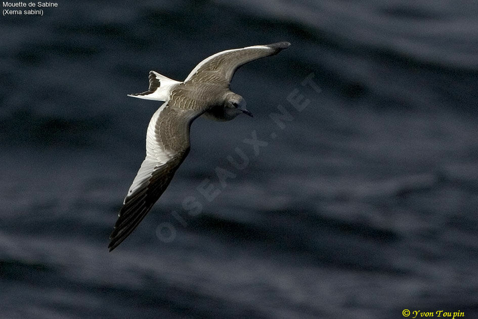 Mouette de Sabine, Vol