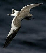 Mouette de Sabine