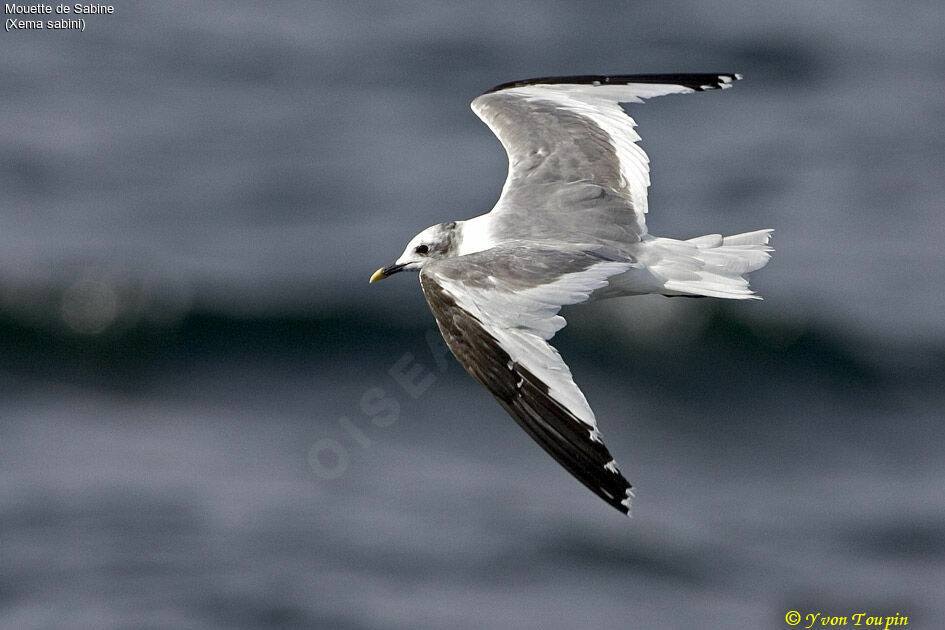 Mouette de Sabine, Vol