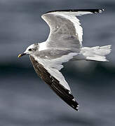 Mouette de Sabine