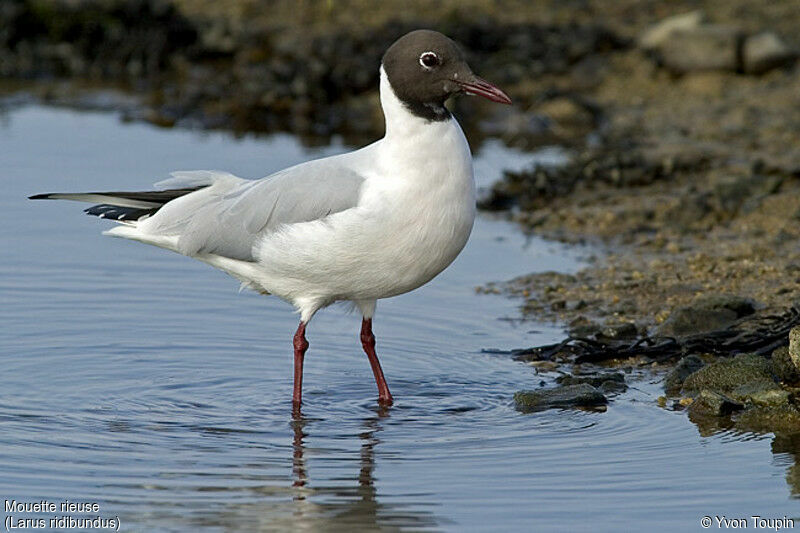 Mouette rieuse, identification