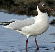 Black-headed Gull