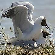 Black-headed Gull