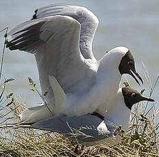 Mouette rieuse