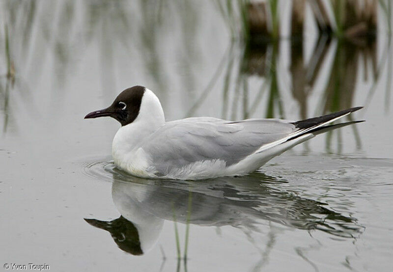 Mouette rieuse