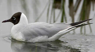 Black-headed Gull