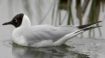 Mouette rieuse