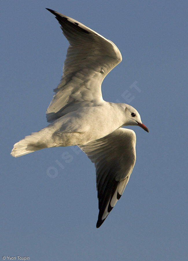 Black-headed Gull, Flight