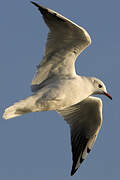 Mouette rieuse