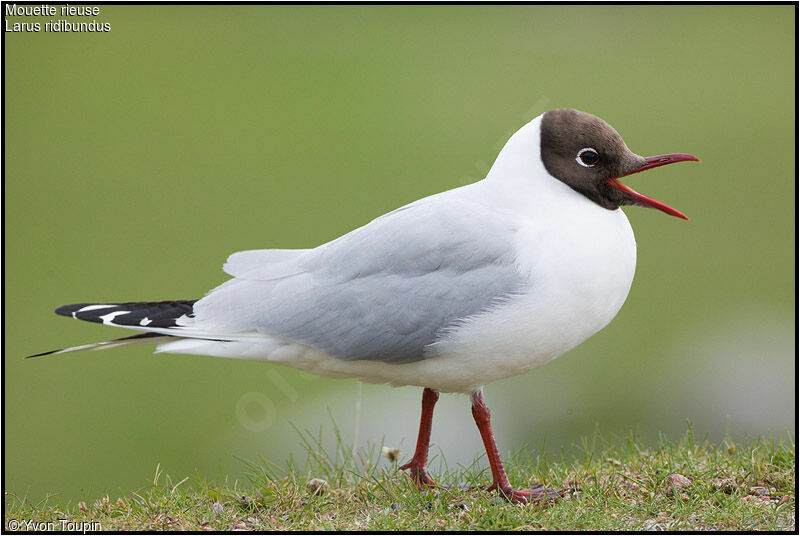 Mouette rieuseadulte nuptial, chant