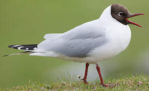 Mouette rieuse