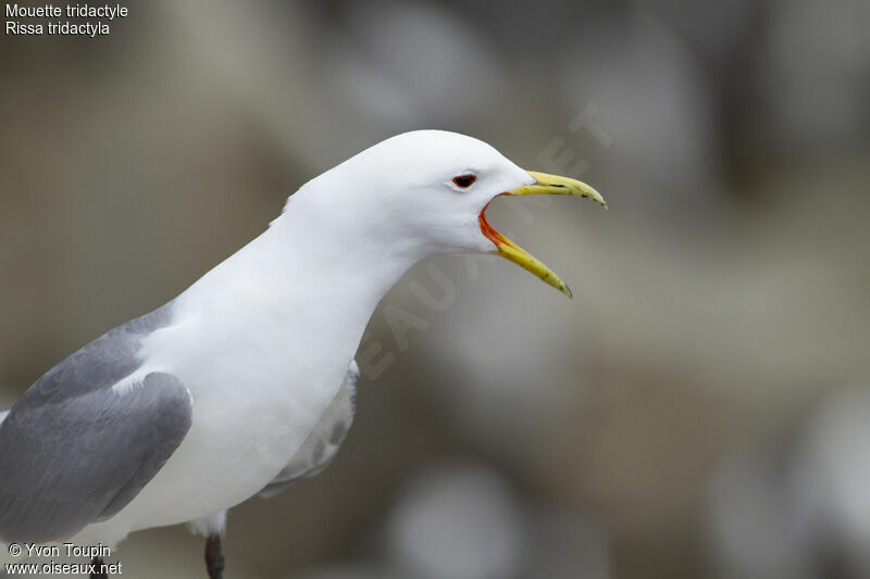 Black-legged Kittiwake, identification, song