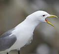 Mouette tridactyle