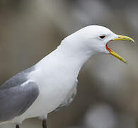 Black-legged Kittiwake