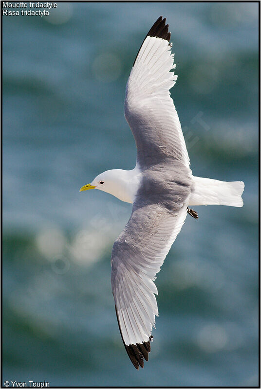 Mouette tridactyleadulte nuptial, Vol