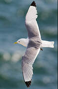 Black-legged Kittiwake