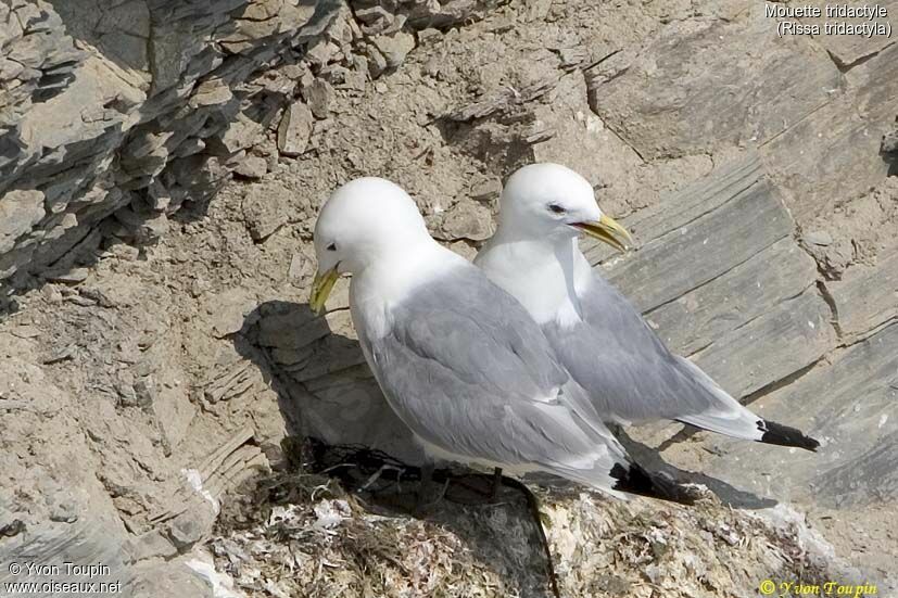 Black-legged Kittiwake