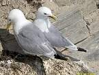 Mouette tridactyle