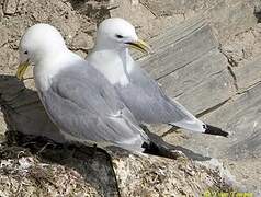 Black-legged Kittiwake