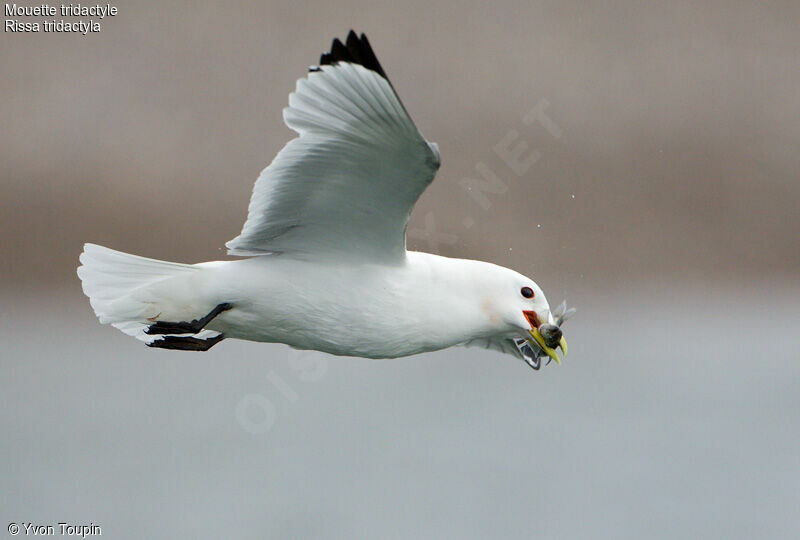 Mouette tridactyle, régime