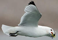 Mouette tridactyle