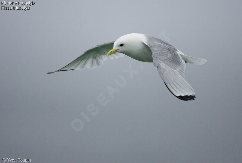 Black-legged Kittiwake