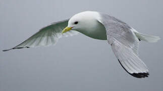 Black-legged Kittiwake