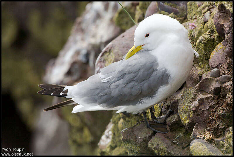 Mouette tridactyleadulte nuptial, identification