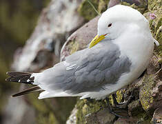 Black-legged Kittiwake