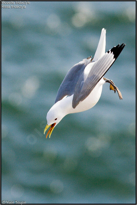 Mouette tridactyleadulte nuptial, chant