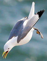 Mouette tridactyle