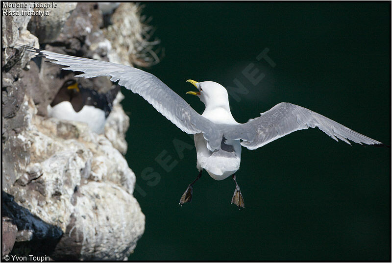 Black-legged Kittiwakeadult breeding, Flight