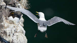 Black-legged Kittiwake