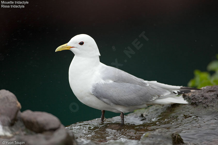 Mouette tridactyle, identification