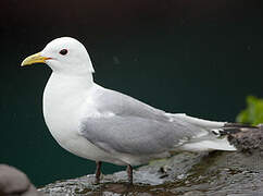 Black-legged Kittiwake