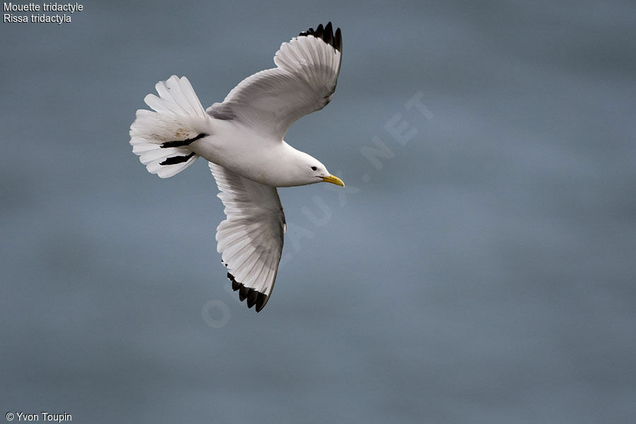 Mouette tridactyle, Vol