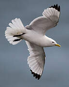 Black-legged Kittiwake