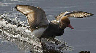 Red-crested Pochard