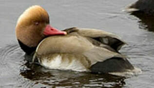 Red-crested Pochard