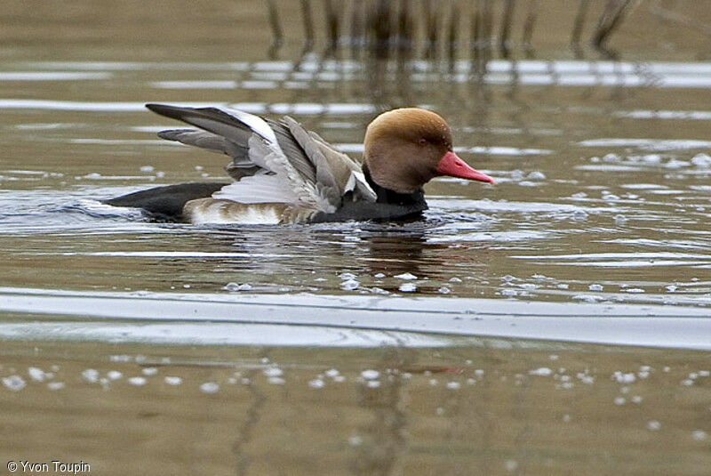 Nette rousse mâle